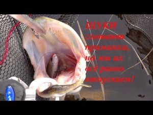 Отпускаем толстеньких. Щука на Ладоге.