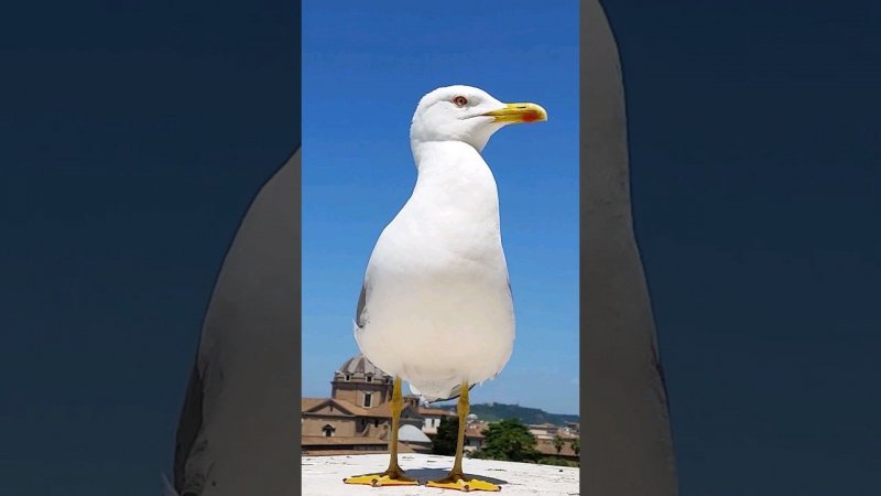 Captain #Seagull is patrolling #Rome