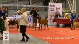 Выставка собак Екатеренбург .Тоса Ину .Японский мастиф