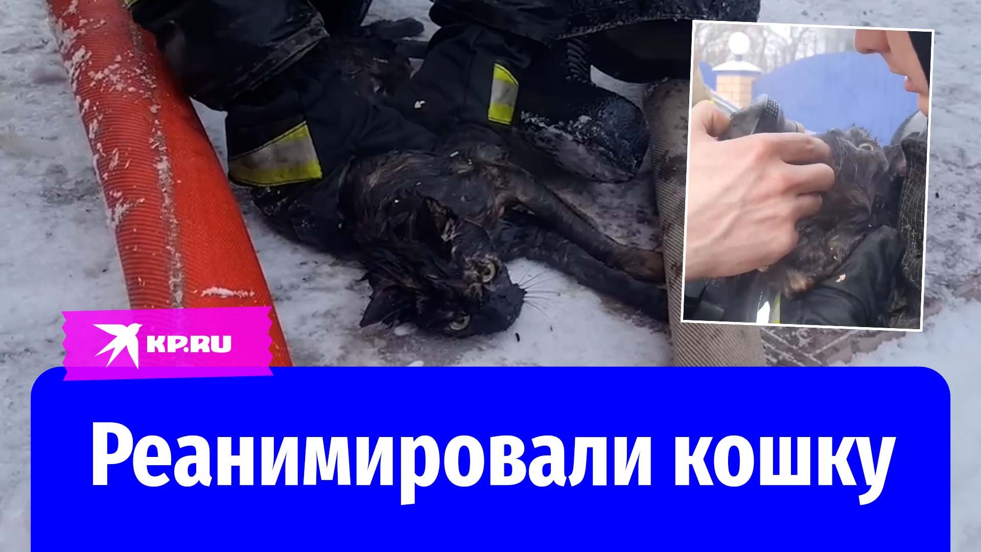 В Перми спасатели реанимировали кошку на пожаре