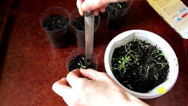 Сальпиглоссис. Пикировка рассады.