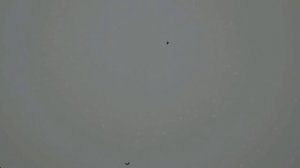 Торцовые голуби