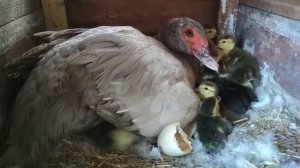 Индоутки вылупляются как бешеные