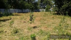 ЭКО ферма. Дюрок. Неделя первая