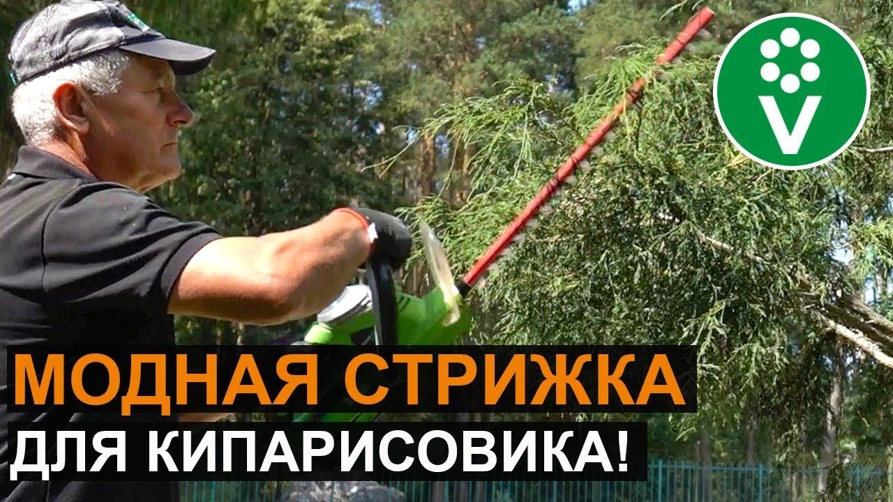 Ниваки из кипарисовика. Чудо-дерево в вашем саду!