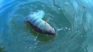 Окунь. Поклевка на поплавок. Рыбалка. Fishing angeln. ловил живца а потом на него окуня.