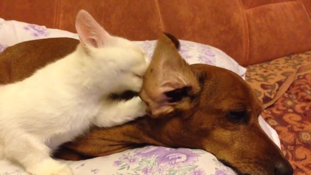 Кошка лижет собаку смотреть онлайн