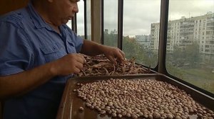 Фасоль зерновая.  Сбор и лущение