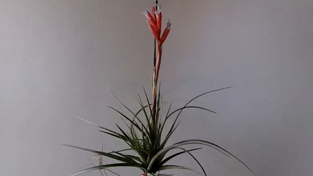 TILLANDSIA OF MY HOME (我が家のチランジア）２０２０．４．２２ смотреть онлайн