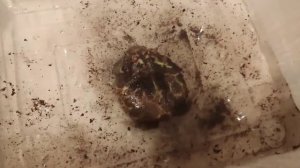 ?Выводим чакских рогаток из зимовки?