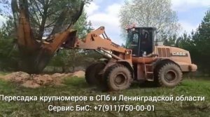 Пересадка деревьев в СПб