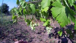 виноград  - Монарх