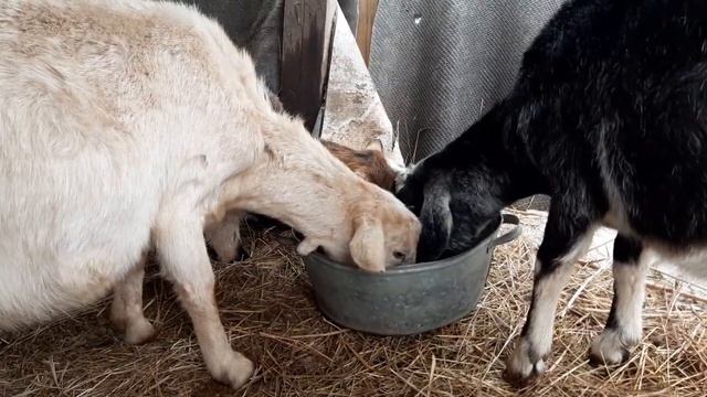 Коза за 10 дней до окота первокотка.