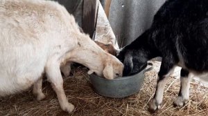 Коза за 10 дней до окота, первокотка.