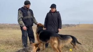 Щенки немецкой овчарки. Вакцинация , кормление, время.