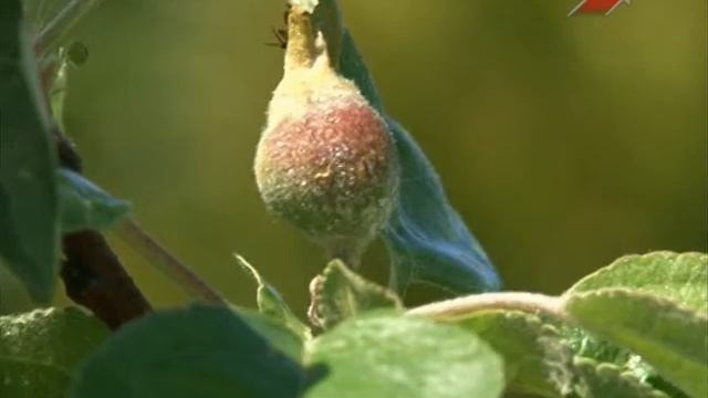 Сад. Серия 190. Уход за молодыми яблонями. смотреть онлайн