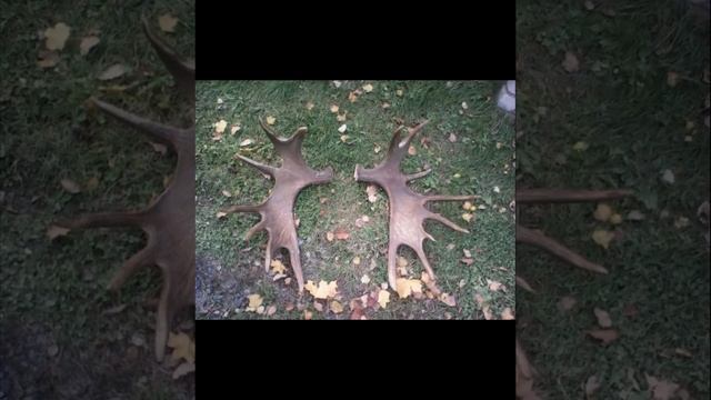 Лось рассказ для детей смотреть онлайн