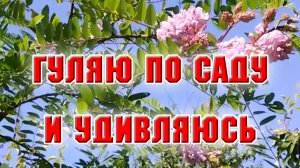 Гуляю по цветнику. Виноград и Робиния меня удивили