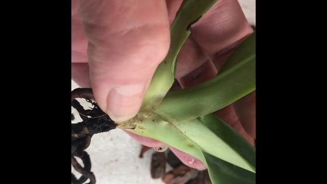 Орхидеи. Новый пафиопедилум. Посадка. Уход. Paph. emersonii. смотреть онлайн