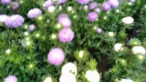 Астра на срезку для букетов к 1 сентября