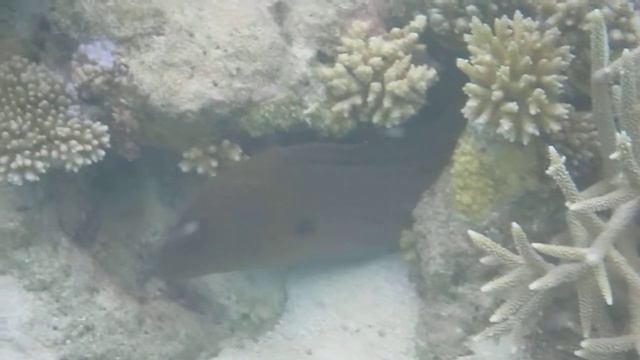 Гигантская мурена рычит :) (Gymnothorax javanicus) смотреть онлайн