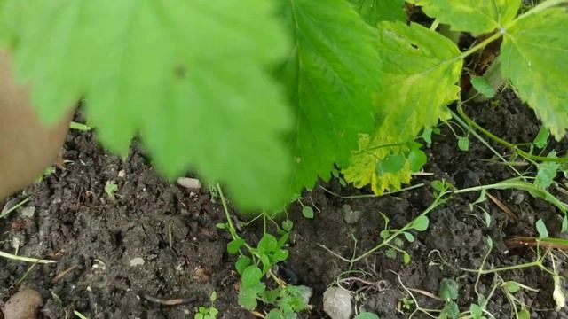 Что надо делать на малине в июне,чтобы получить отличный урожай?