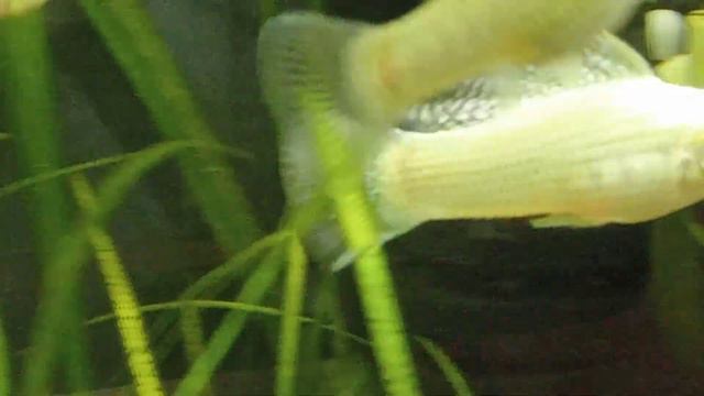 ВЕЛИФЕРА СНЕЖИНКА смотреть онлайн