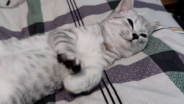 милота