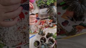 ?Результат черенкования бегонии Грифон?