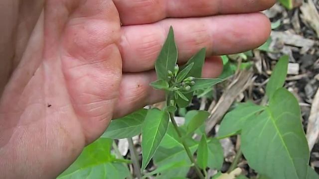 Ecology Experiment Pruning Solanum dulcamara Woody Nightshade part4 25JulyDSCF5445 смотреть онлайн