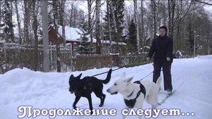 ДТ-2. Лайфхаки для владельцев собак.  Часть 2.