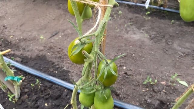 Томат МОСКОВСКИЙ ДЕЛИКАТЕС ИЗУМРУДНЫЙ, очень вкусное томатное чудо с фруктово-томатным вкусом смотреть онлайн