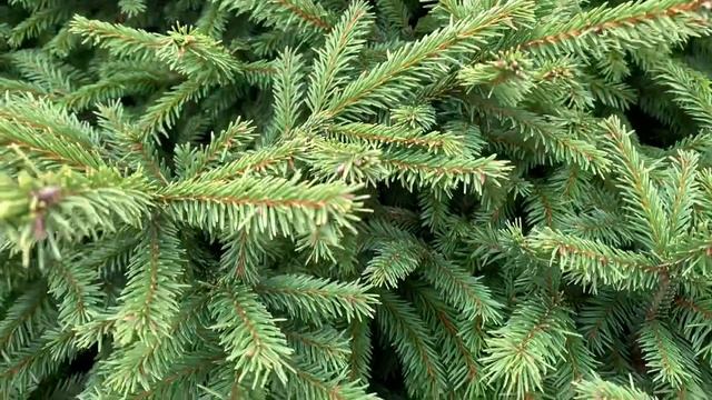 Picea abies 'Pumila' Dwarf Norway Spruce смотреть онлайн
