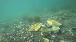 Нырялка  собираем мидию для рыбалки