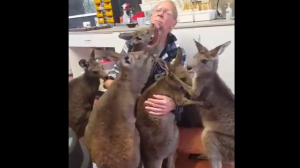 Обнимашки с кенгуру