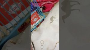 КАК УЗНАТЬ ЧТО ХОМЯЧИХА БЕРЕМЕННА?/ГУЛЯЮ С ХОМЯЧИХОЙ❤❤