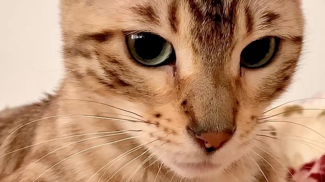 Бенгальская кошка снежного окраса.Голубоглазая кошка#бенгальскаякошка #бенгал #bengalcat