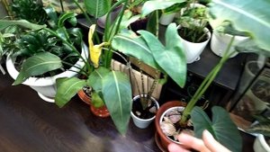 Комнатные растения дома. Осень 2022 года.