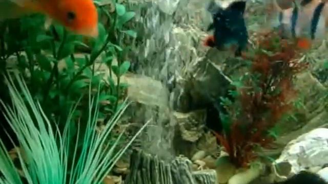 Голодные рыбы смотреть онлайн