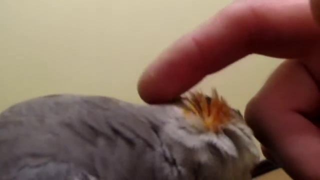 ручной попугай нимфа корелла смотреть онлайн