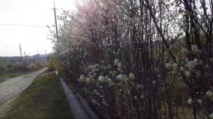 Живая изгородь ирги на старых дачах. Небольшой обзор.