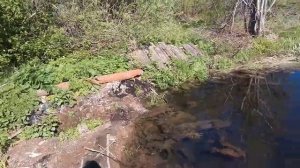 чистим родник, оживает  пруд.