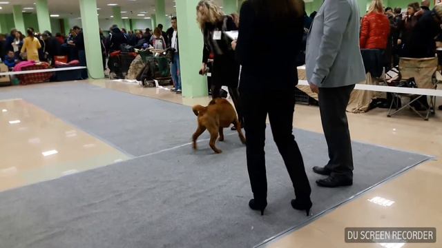 Belgorod CACIB смотреть онлайн