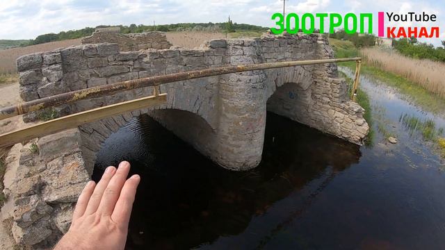 Тайны и Истории. Заводовка. Завадовка. Усадьба Рауха. Петровка. Дикие кабаны. Рауховка.  #зоотроп