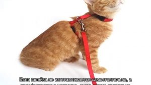 Поводок для кошек: ошейники для прогулок