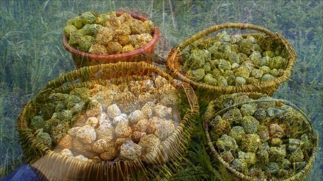 Первые весенние грибы.Сморчки и не только.Фотоподборка в ожидании сезона)) смотреть онлайн