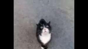 Кот поет песню Витаса прикол