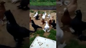 Андижанские и двухчубые голуби