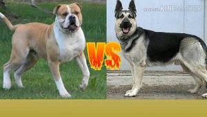 Американский бульдог против Восточноевропейской овчарки. Animals Battle.