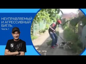 Неуправляемый и агрессивный бигль